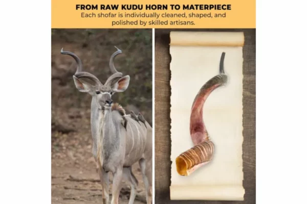 Premium Kosher Kudu Shofar Same version 2