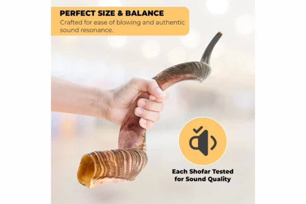 Premium Kosher Kudu Shofar 4