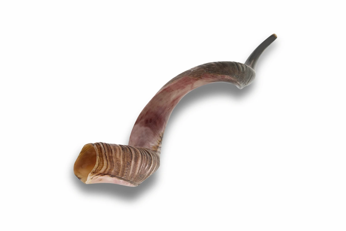 Premium Kosher Kudu Shofar