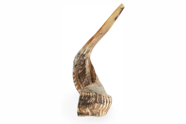 Ram shofar front view