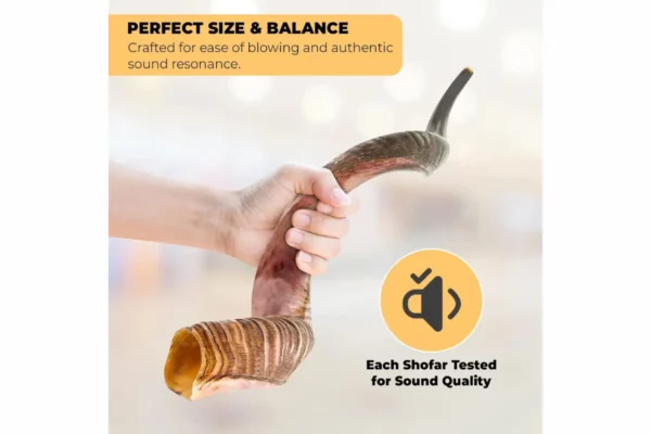 YOMTOV-SHALOM Kosher Kudu Shofar Pair 2