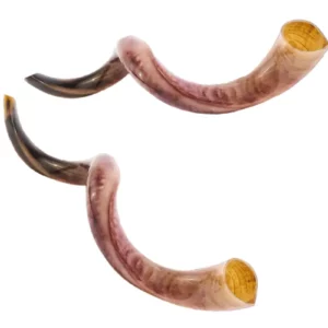 YOMTOV-SHALOM Kosher Kudu Shofar Pair
