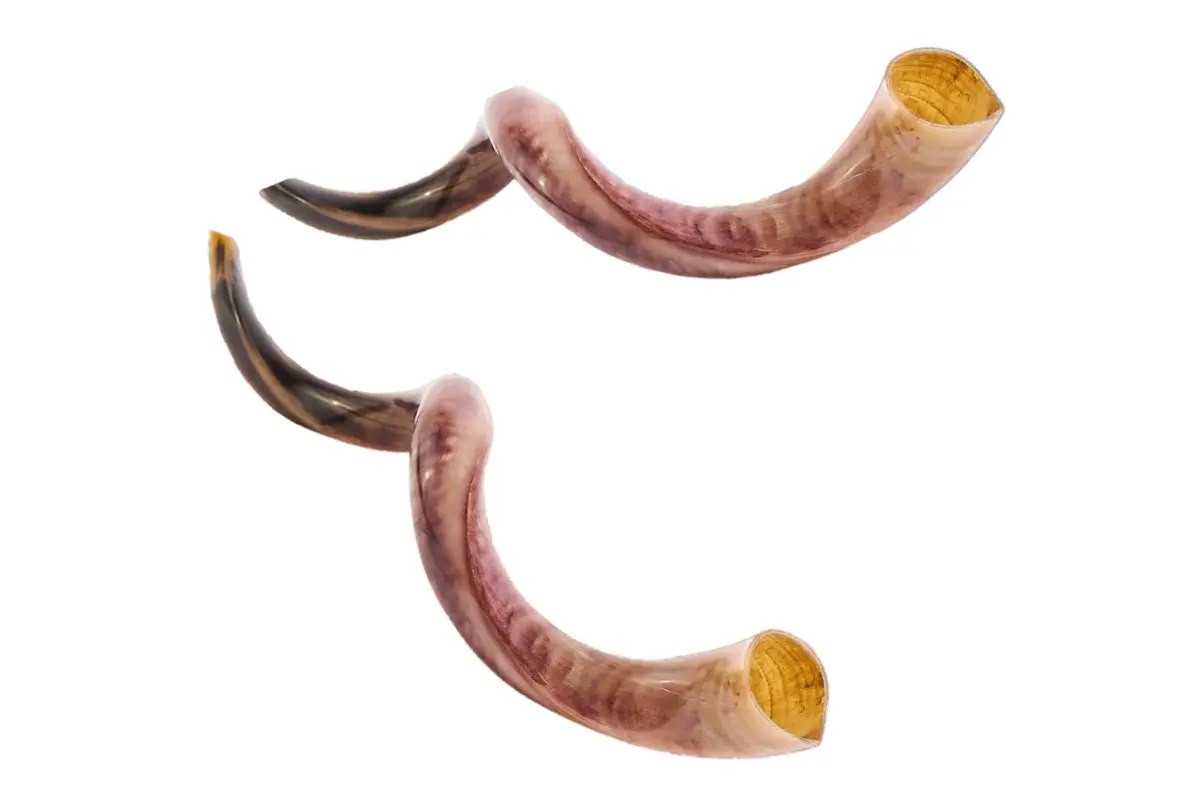 YOMTOV-SHALOM Kosher Kudu Shofar Pair
